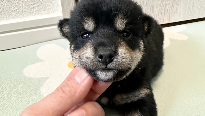 新しいお家が決まりました