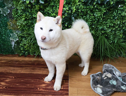 見学受付中　9/3生まれ　女の子　価格130,000円（税抜１０％）＋ワクチン代6，600円（税込）健康診断書、血統書、マイクロチップ証明書付き　即お迎え可能　トイレトレーニングしてます　性格：人が大好き、シャンプー、爪切りへっちゃら！