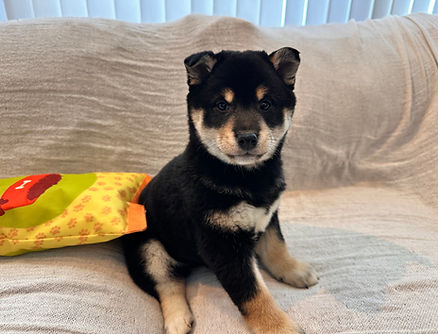 予想たぬき顔　2/16生まれ女の子　価格199，000円（税込）＋ワクチン代2回分13，200円（税込）☆健康診断書、血統書、マイクロチップ証明書付きます 。：将来予想体重８㎏～10㎏：即お迎え可能