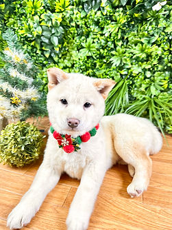 見学受付中　9/23男の子　価格158,000円（税抜１０％）＋ワクチン代6，600円（税込）健康診断書、血統書、マイクロチップ証明書付き　トイレトレーニングしてます：健康診断異常なし　すぐにお迎えできます