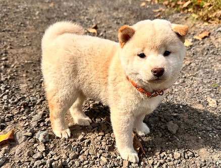 見学受付中　8/16生まれ　男の子　価格185,000円（税抜１０％）＋ワクチン代6，600円（税込）健康診断書、血統書、マイクロチップ証明書付き　お迎え10/5からお迎え可能　トイレトレーニングしてます