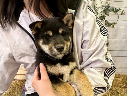 2/19生まれ 男の子 価格235,000円(税込)+ワクチン代6,000円(税込)健康診断書、血統書、マイクロチップ証明書付き