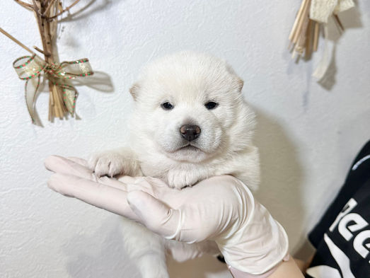 【北海道・道東】3月11日生まれ 柴犬子犬のご案内 🐥🪽