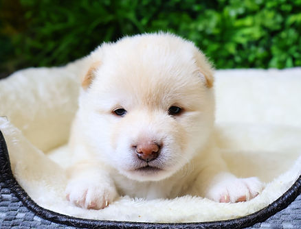 見学受付中　12/16生まれ女の子　価格190，000円（税抜）＋ワクチン代6，600円（税込）☆健康診断書、血統書、マイクロチップ証明書付きます。2/4からお迎え可能