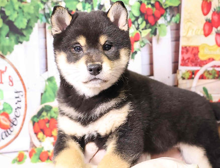 2/14生まれ 男の子 価格220,000円(税込)+ワクチン代6,000円(税込)健康診断書、血統書、マイクロチップ証明書付き