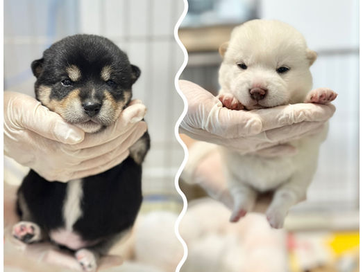 白柴・赤柴・黒柴の子犬たちが、よちよち歩き＆離乳食デビューしました！