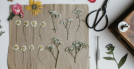 Summer Flower Pressing Workshop by Herbal Academy