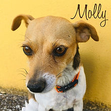 PC Molly.jpg