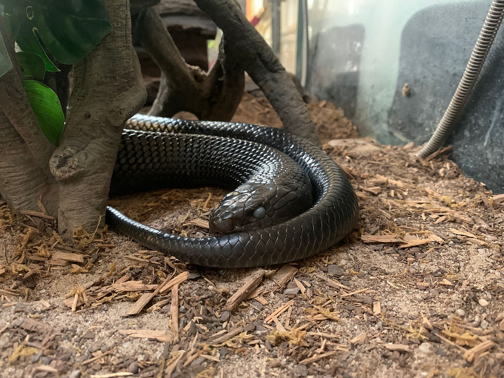 Indigo Snake at Oatland Island Wildlife Center