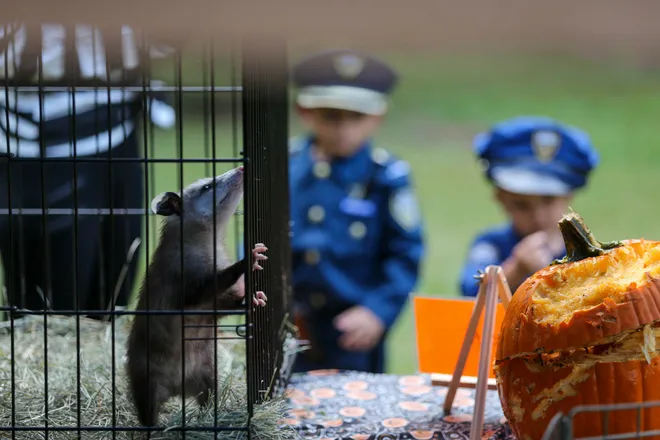 A opossum moves around in it's cage during the annual Oatland Island Halloween Hike on Friday, October 13, 2023. Richard Burkhart/Savannah Morning News