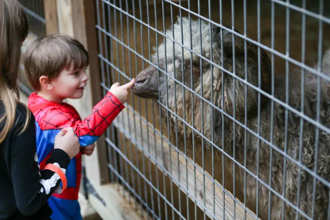 A young Spiderman stops to visit the Angora Goat during the annual Oatland Island Halloween Hike on Friday, October 13, 2023. Richard Burkhart/Savannah Morning News