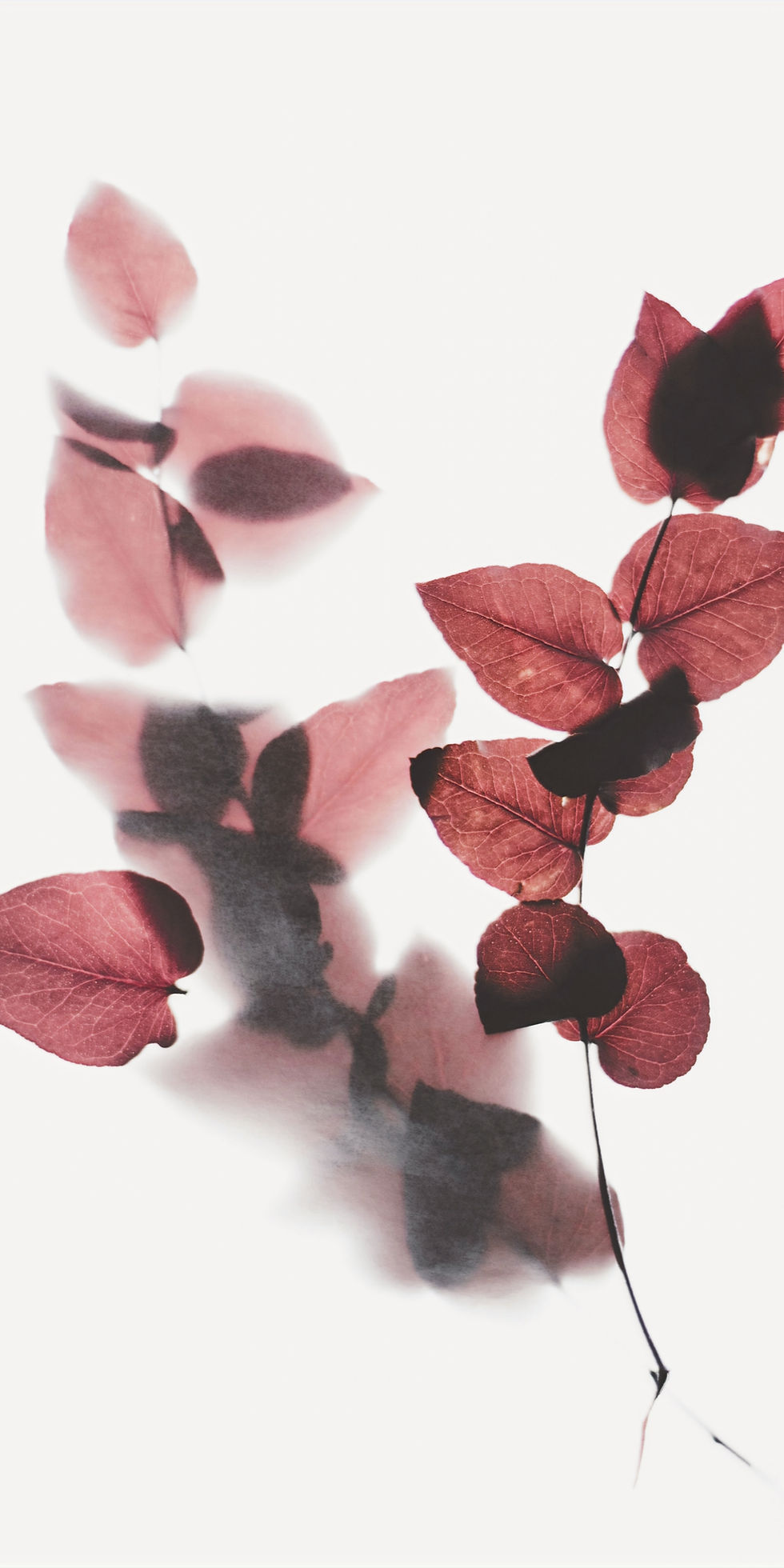 evie-s-_8vovuZCj0c-unsplash_edited.jpg