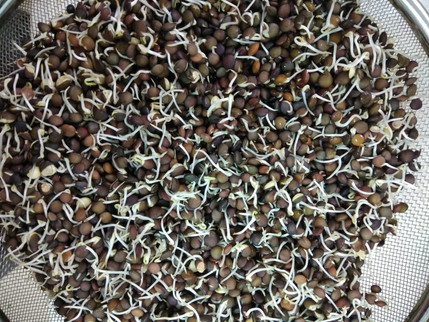 הנבטת דגנים וקטניות