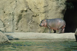 Fiona