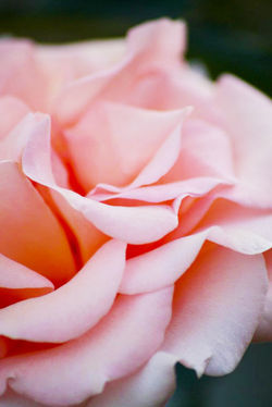 Petals