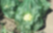 Cauliflower with Protect Your Crop bag around it.