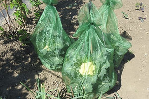 Cauliflower with protection bag Photo
