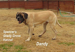 English Mastiffs from Spencer's Shady Grove Kennel