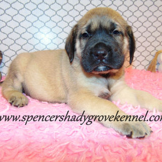 English Mastiff puppies near me