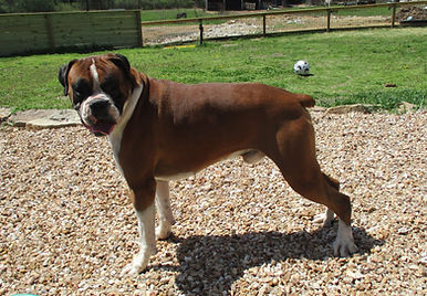 Boxers