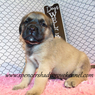 English Mastiff puppies