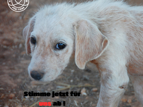 Stimmt jetzt für unseren Verein Apulia Dogs!