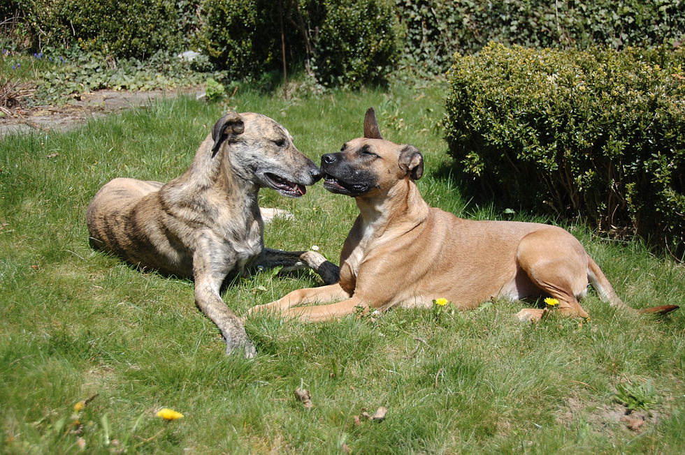 Sancho und Samira