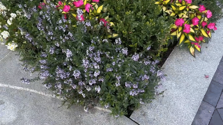 Plantas nativas