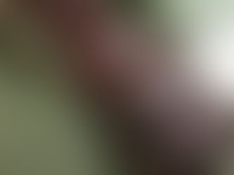 ● あけましておめでとうございます