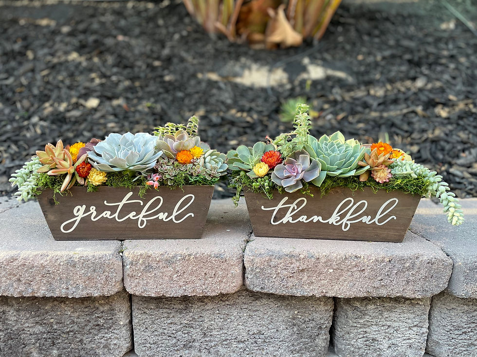 Thumbnail: Gratitude Succulent Arrangement