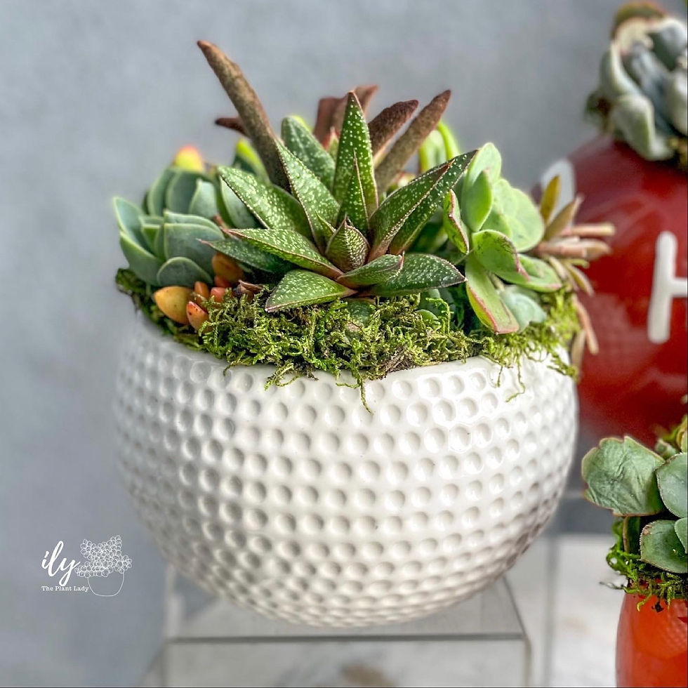 Thumbnail: Sports Balls Succulent Arrangement