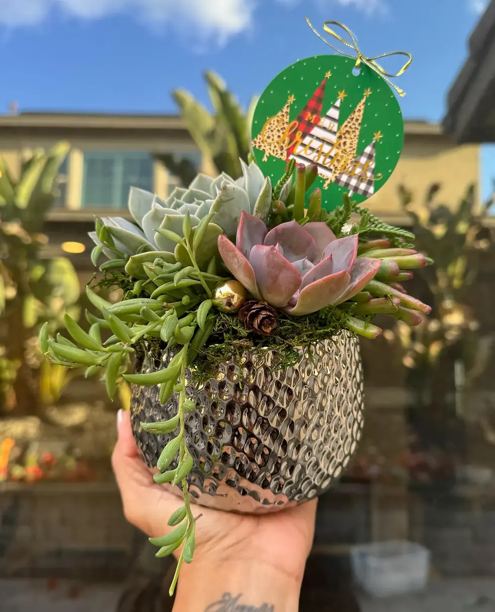 Thumbnail: Holiday Succulent Arrangement in Silver Planter Vase