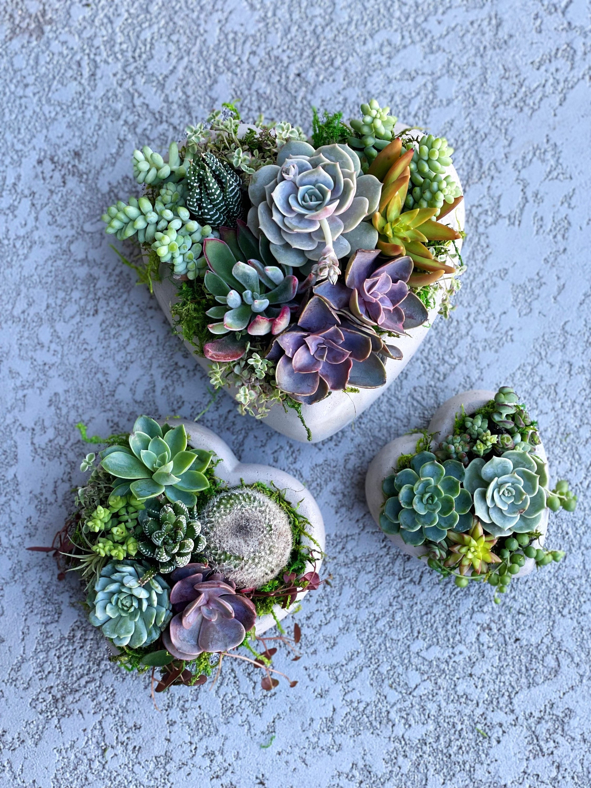 5” Heart Succulent Arrangement 