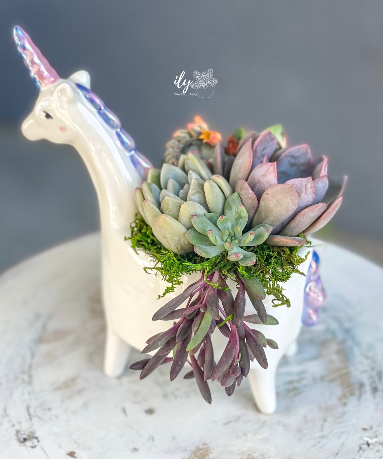 Unicorn Succulent Arrangement