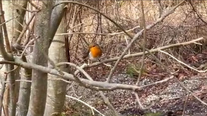 Robin