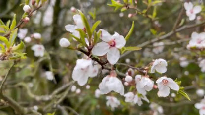 Blossom