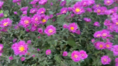 New York Asters