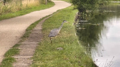 Herons