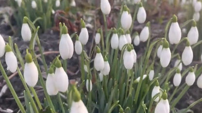 Snowdrops