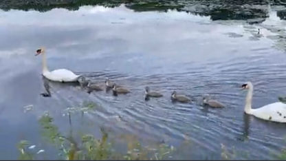 Seven Cygnets