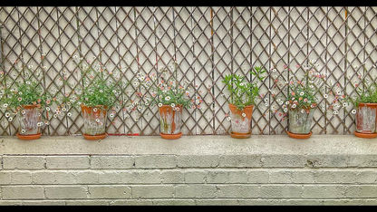 Diddy Daisy Chain