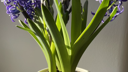 Little Pots Of Hyacinth