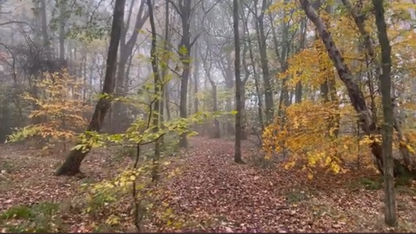 Depths Of Autumn