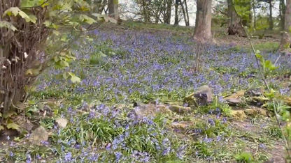 Bluebells