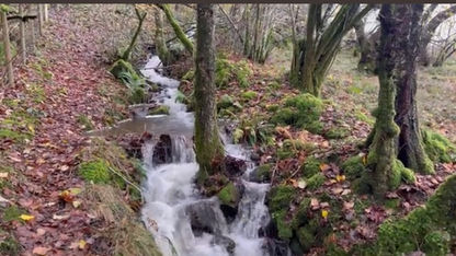 Cumbrian Forest