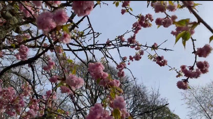Cherry Blossom