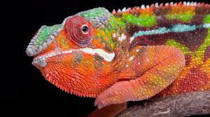 Travel Plan Chameleon (Karma Chameleon)