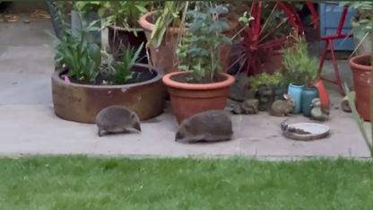 Dr Amir’s Hedgehogs