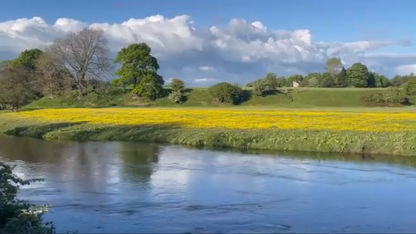 Sunday Tranquility