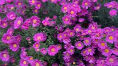Asters